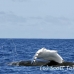 whale_humpback_h_00570_dom2618.jpg